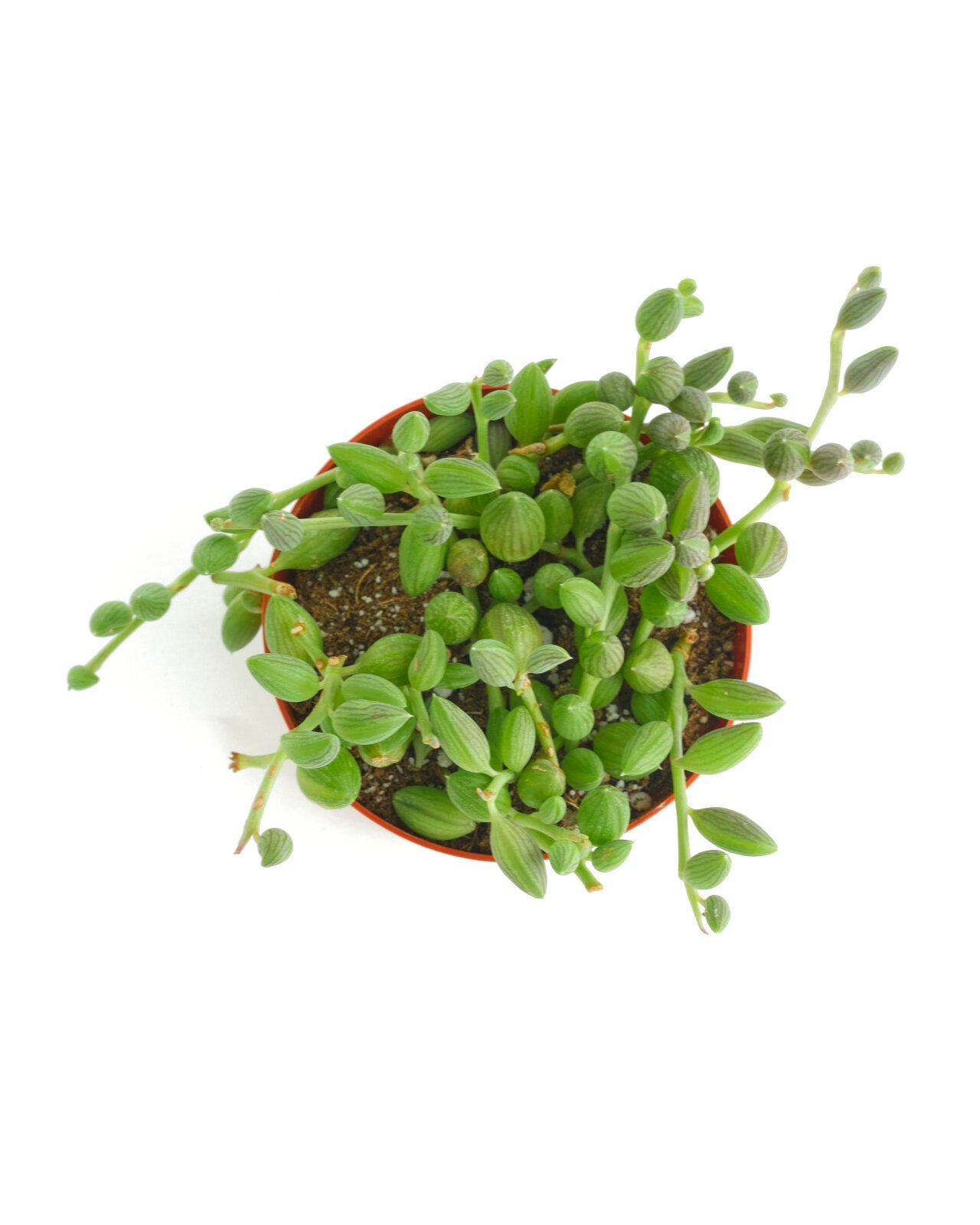 string of watermelons succulent Curio Herreanus 'String of Watermelons' – Classy Casita