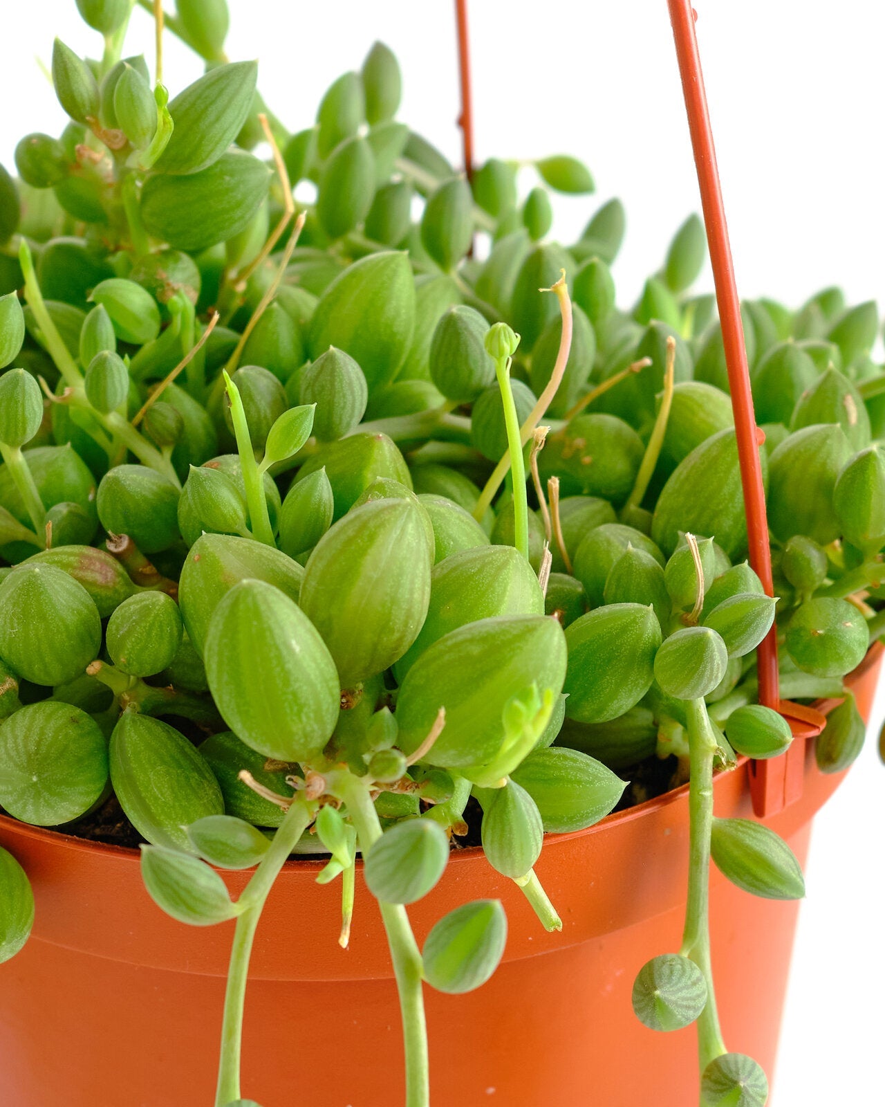 string of watermelons succulent Curio Herreanus 'String of Watermelons'