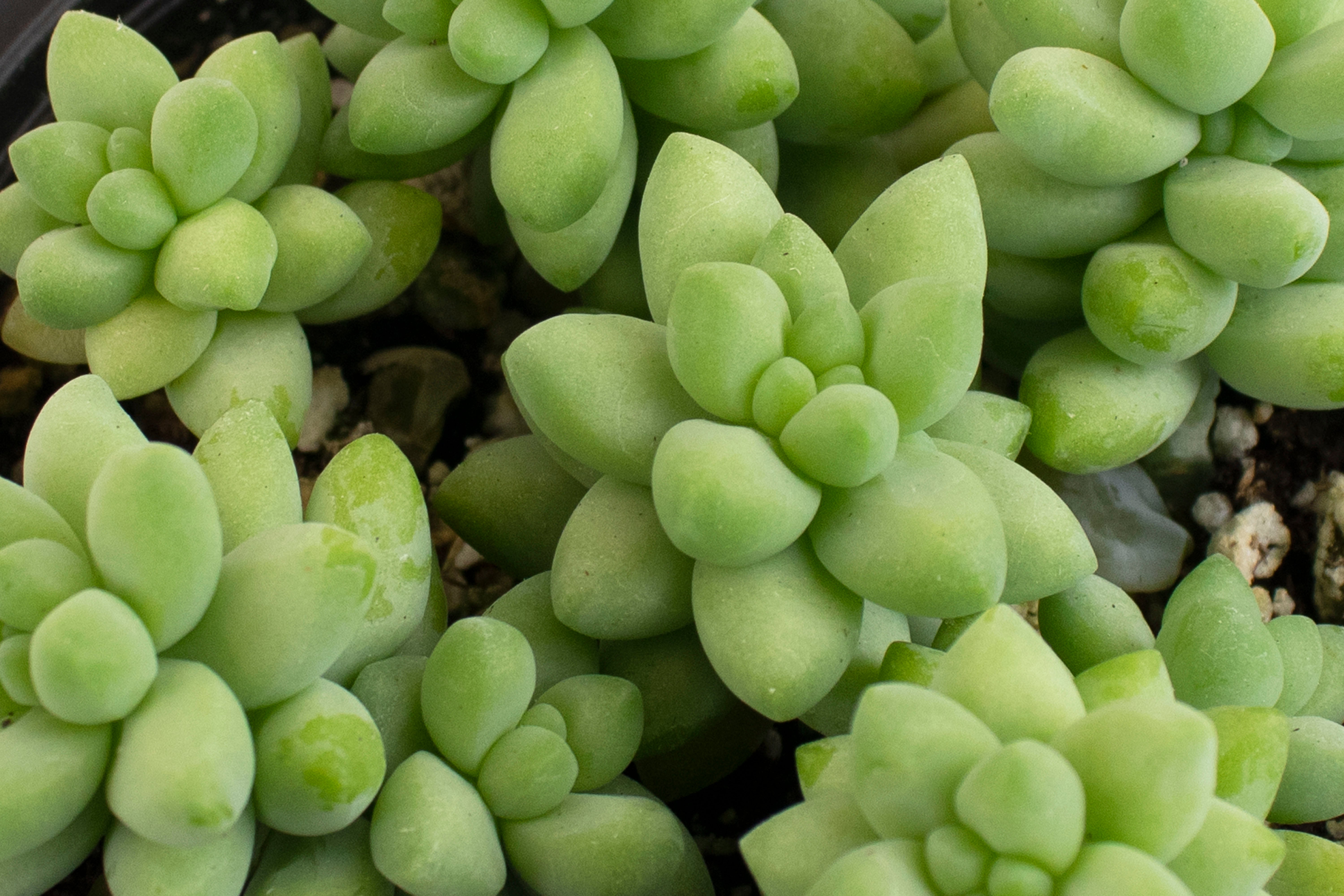 trailing succulents indoors Trailing Succulents (Collection of Four) – Classy Casita