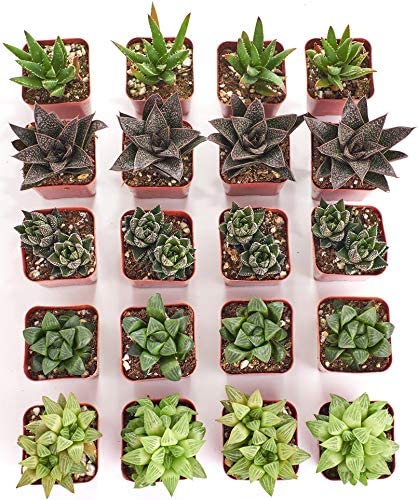 types of haworthia succulents Assorted Mini Aloe & Haworthia Collection – Classy Casita