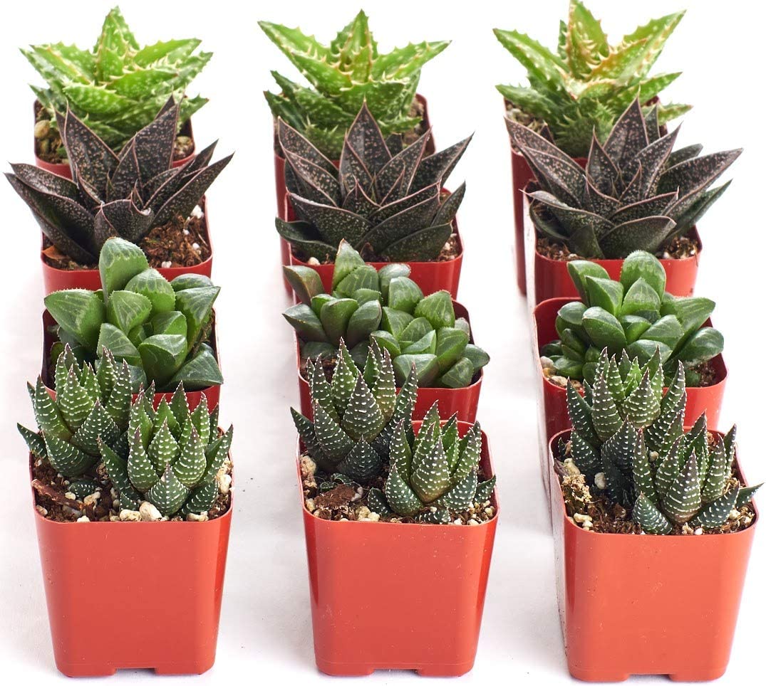 types of succulents haworthia Assorted Mini Aloe & Haworthia Collection – Classy Casita