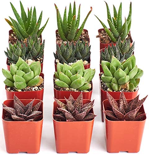 Assorted Mini Aloe & Haworthia Collection