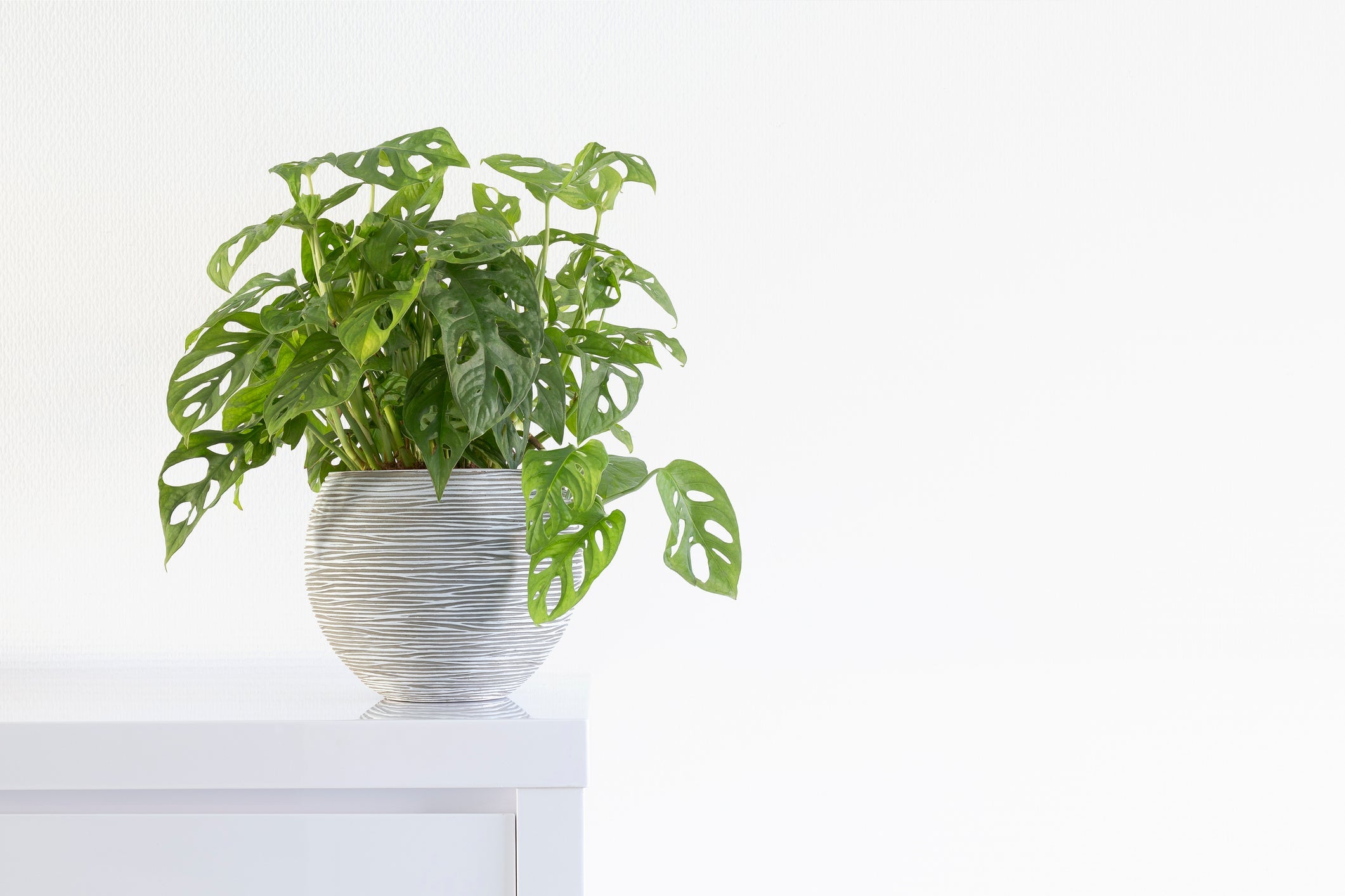 planterina monstera adansonii Monstera Adansonii – Classy Casita