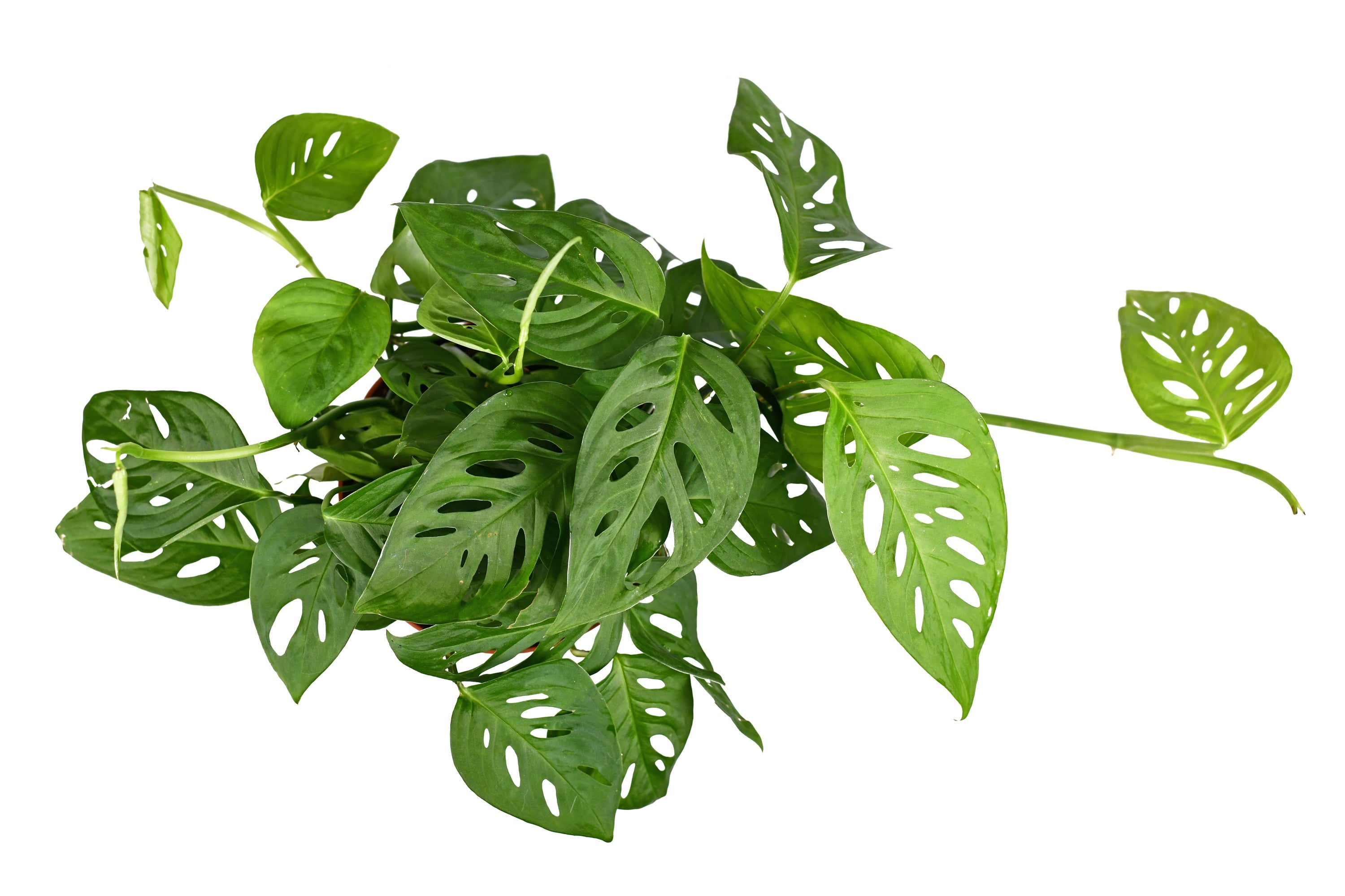 monstera adansonii comprar Monstera Adansonii – Classy Casita