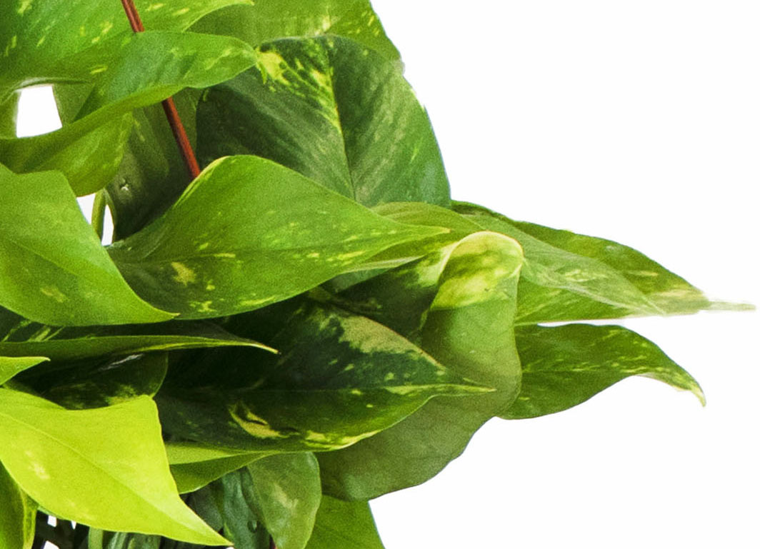pothos คือ Epipremnum aureum 'Pothos' – Classy Casita