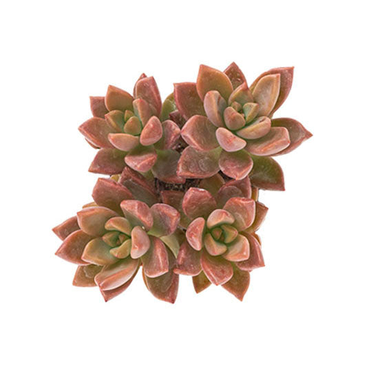 vera higgins succulent Graptosedum 'Vera Higgins' – Classy Casita