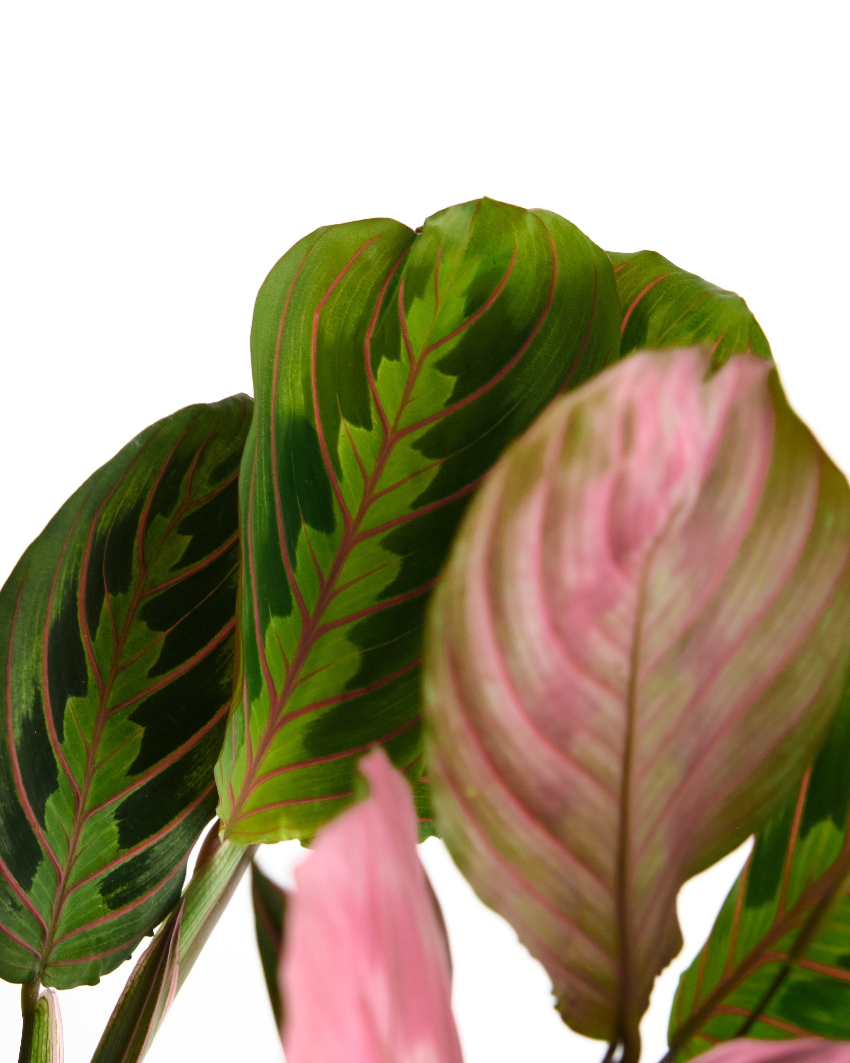 prayer plant real name Maranta Red 'Prayer Plant'