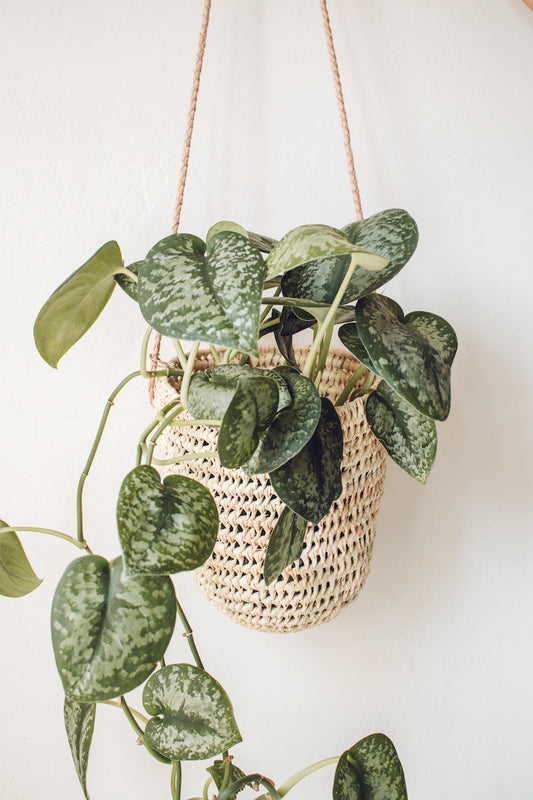Open Weave Dome Hanging Basket
