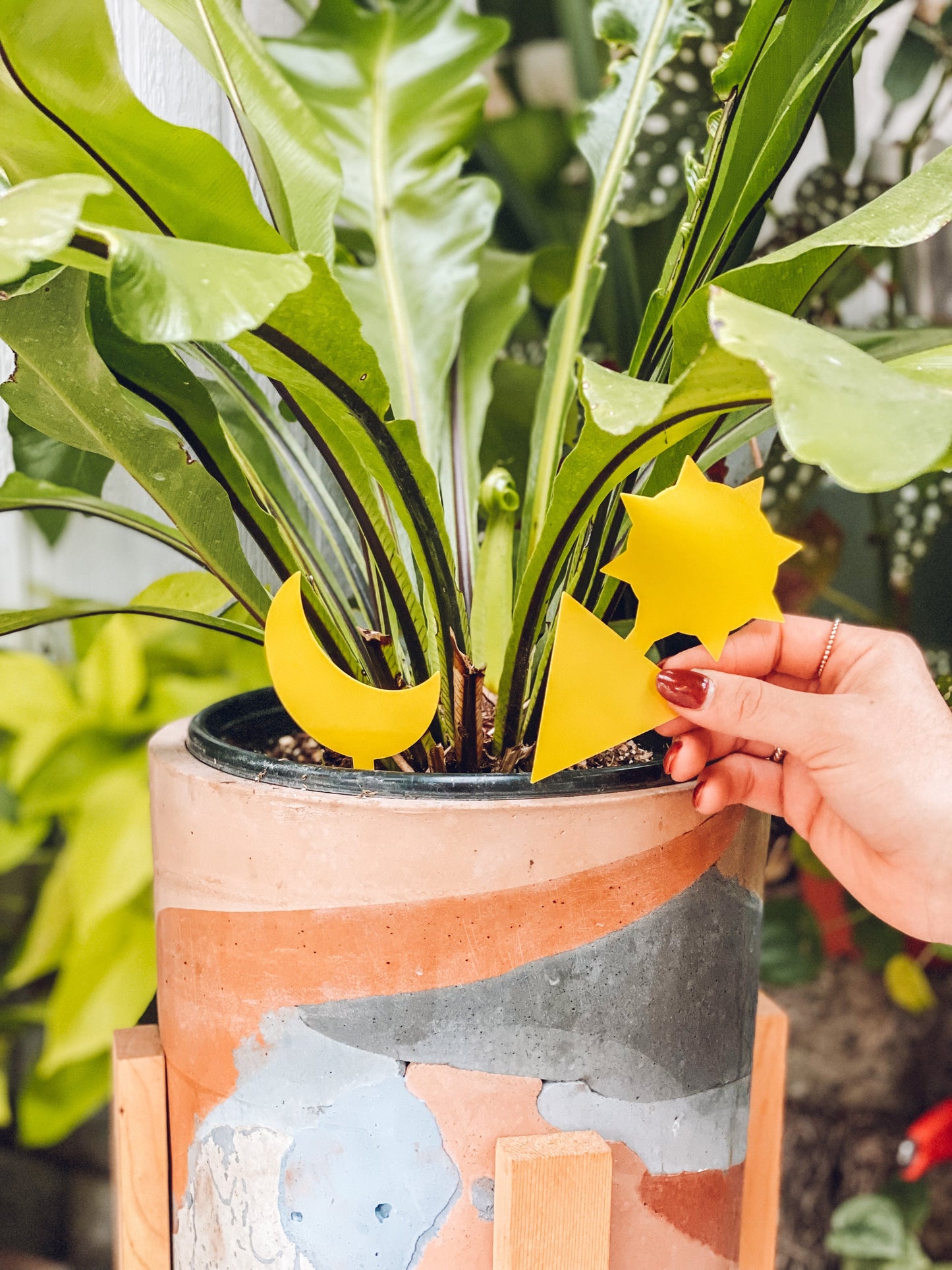 sticky house plant Shop Sticky Traps For Plants
