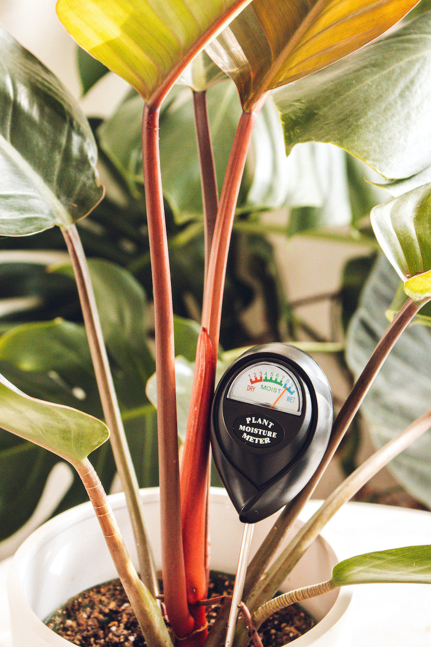 moisture meter for indoor plants Plant Moisture Meter (Black)
